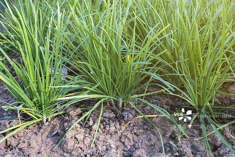 花园里生长的绿色韭菜高角度视图图片素材