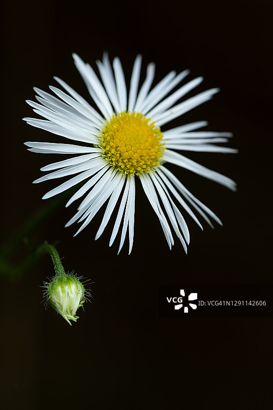 小蓬草微距图片素材