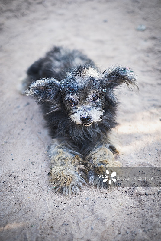 躺在地上的患麻风病狗的特写图片素材