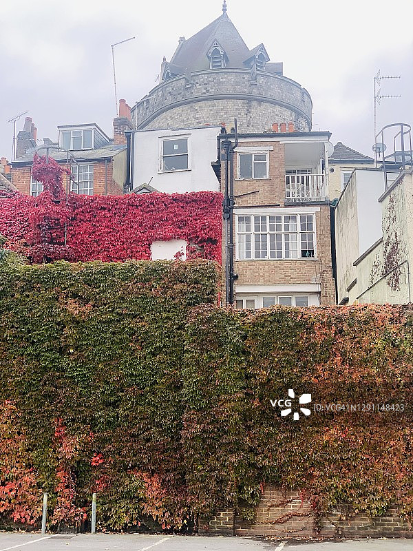 墙体上的络石图片素材