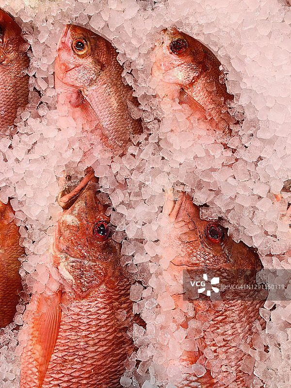 鱼市场出售的红鲷鱼图片素材