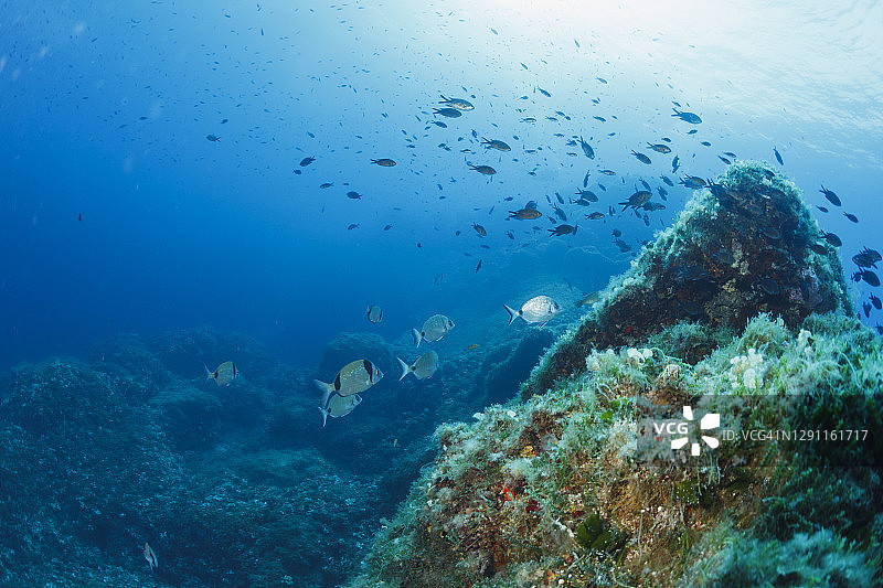 水中动物： underwater 海中白鲷鱼，地中海潜水员视角图片素材