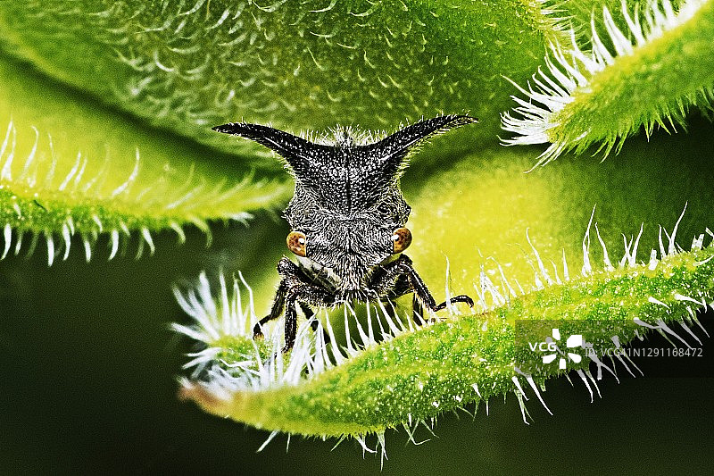毛茸茸的叶子上的棘hopper看着相机图片素材