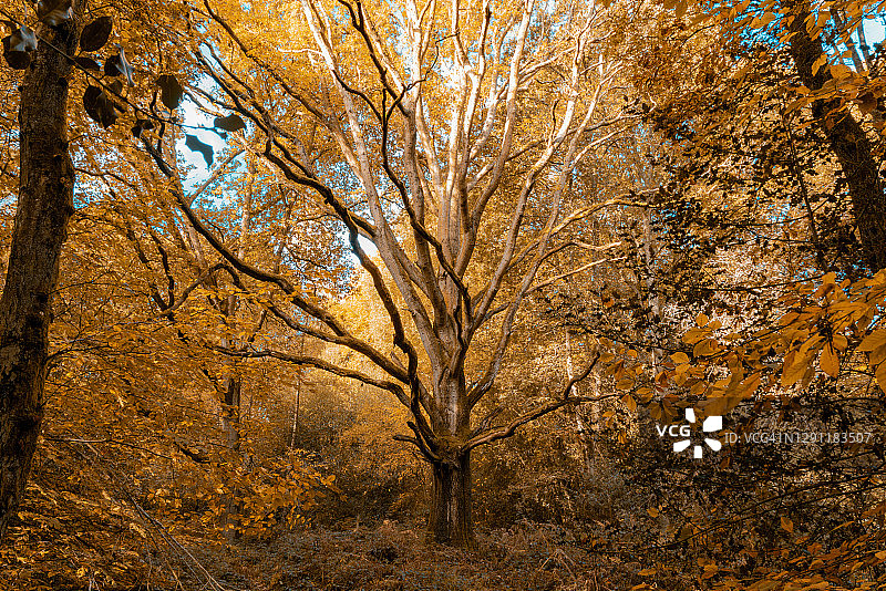 古老森林中的巨大橡树图片素材
