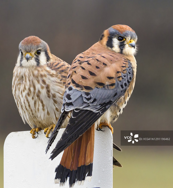美国红隼猎鹰栖息在华盛顿州标志牌上图片素材