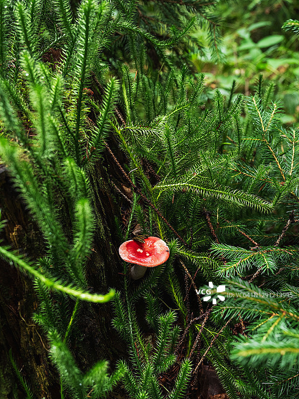 绿苔中红帽红菇特写图片素材