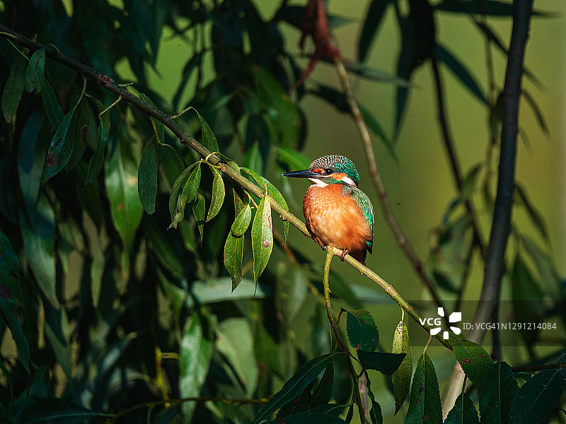 夏日枝头的普通翠鸟图片素材