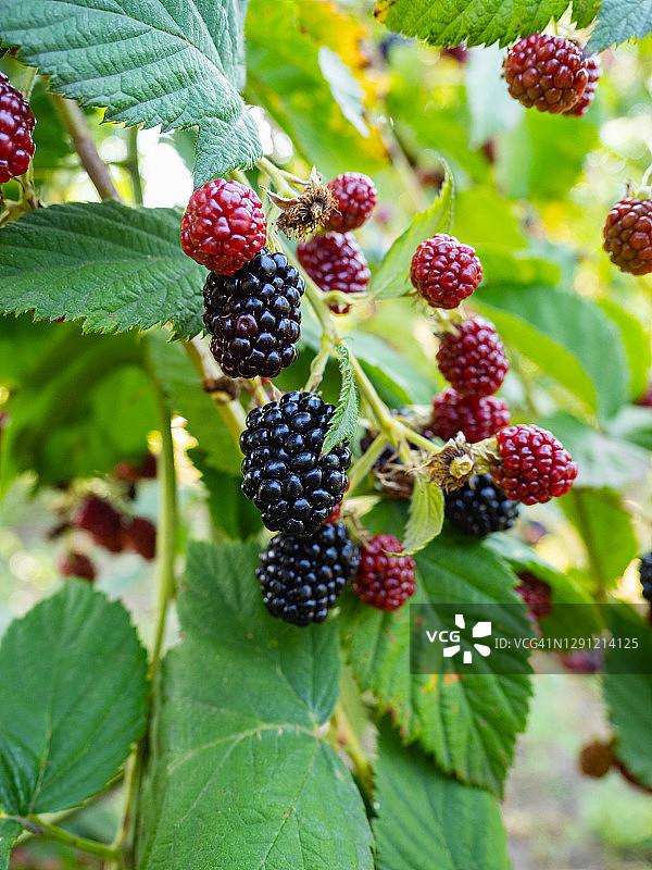 阳光明媚的花园里灌木丛上的黑莓特写图片素材