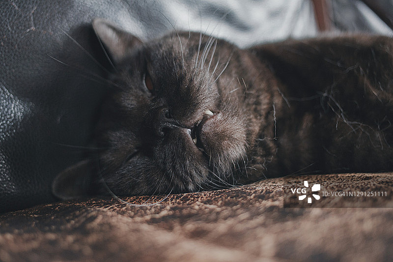 猫的嘴巴图片素材