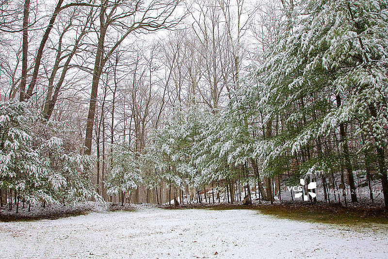 雪地中的常绿树图片素材