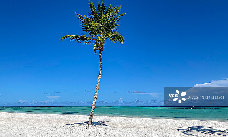 沙滩上的棕榈树图片素材