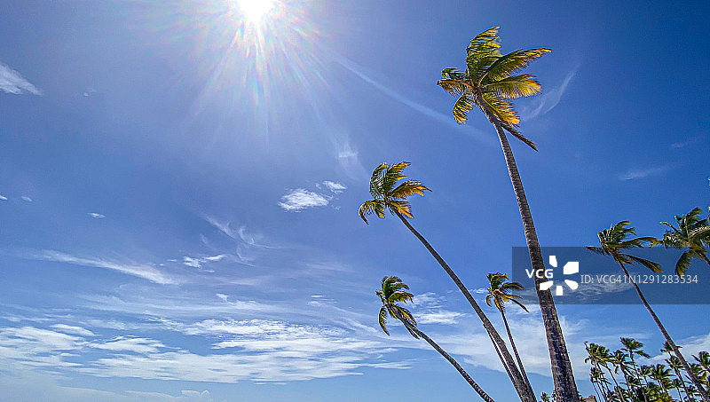 蓝天下阳光中的棕榈树图片素材