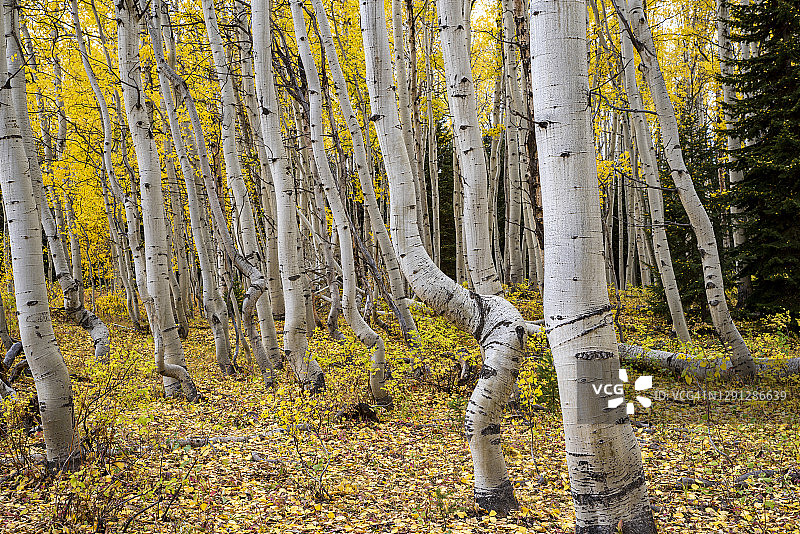 秋季白杨树森林地面图片素材