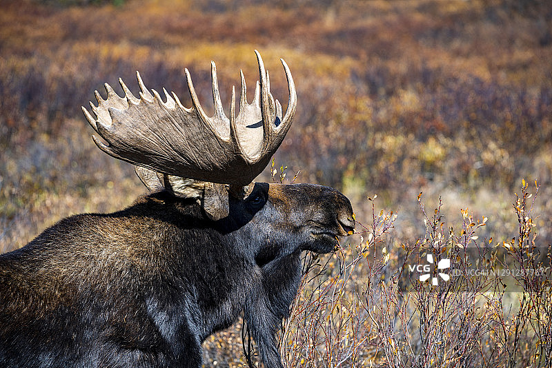 驼鹿吃树叶秋叶图片素材