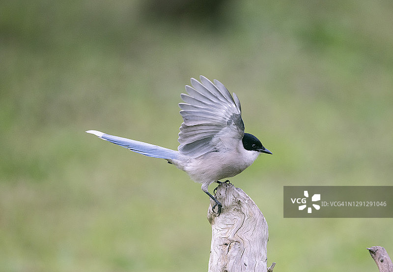 吃红色果实的蓝翅鹊图片素材
