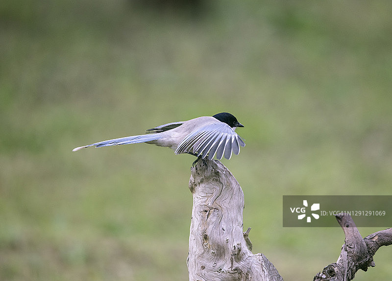 吃红色果实的蓝翅鹊图片素材