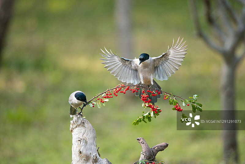 吃红色果实的蓝翅鹊图片素材