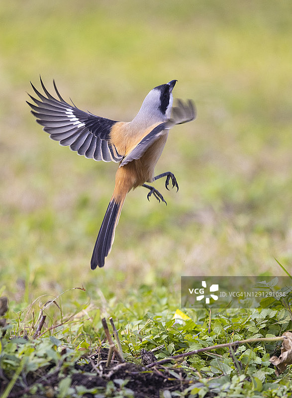 飞行中的红背伯劳鸟图片素材