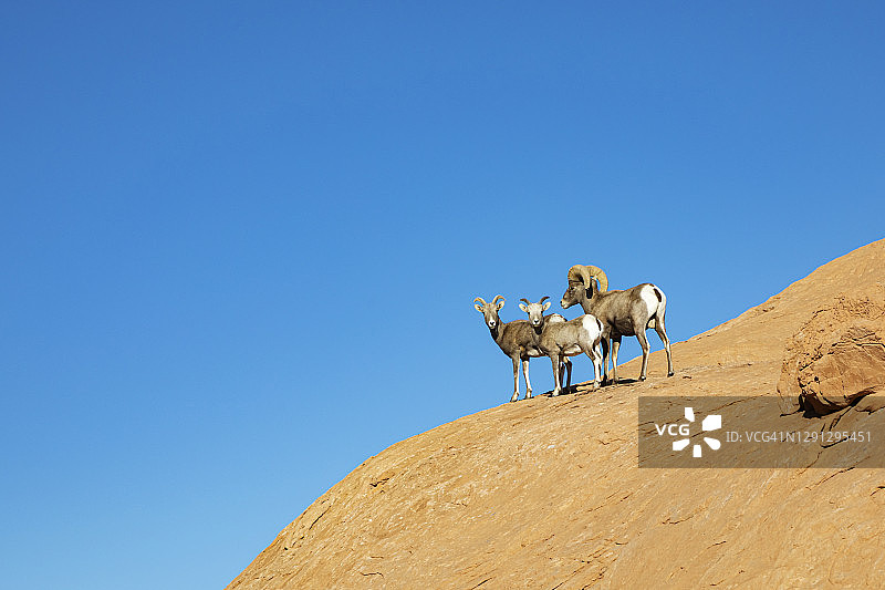 大角羊图片素材