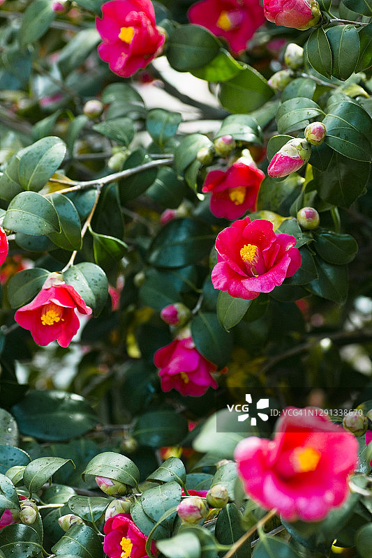 红色山茶花图片素材