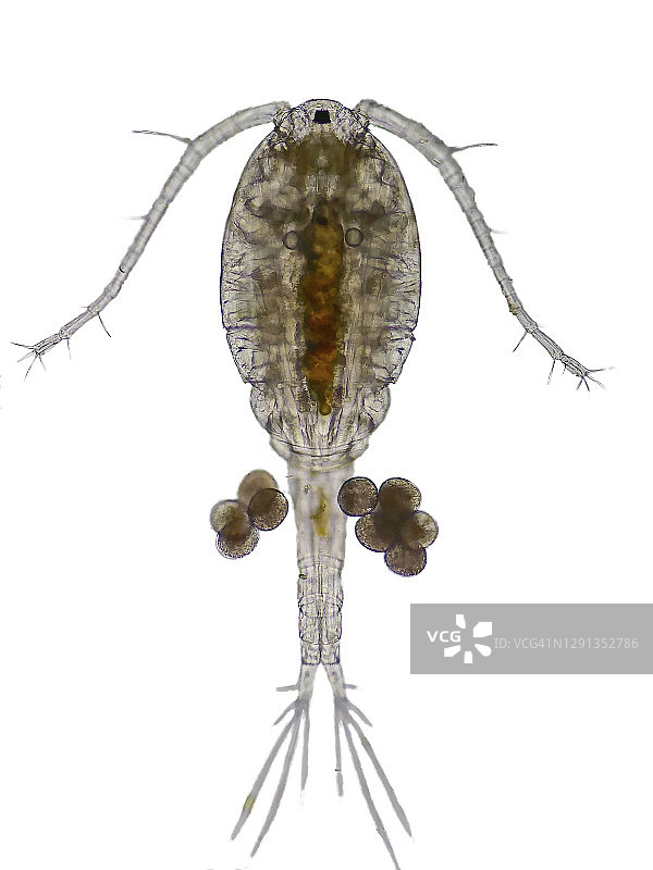 桡足类生物显微照片图片素材