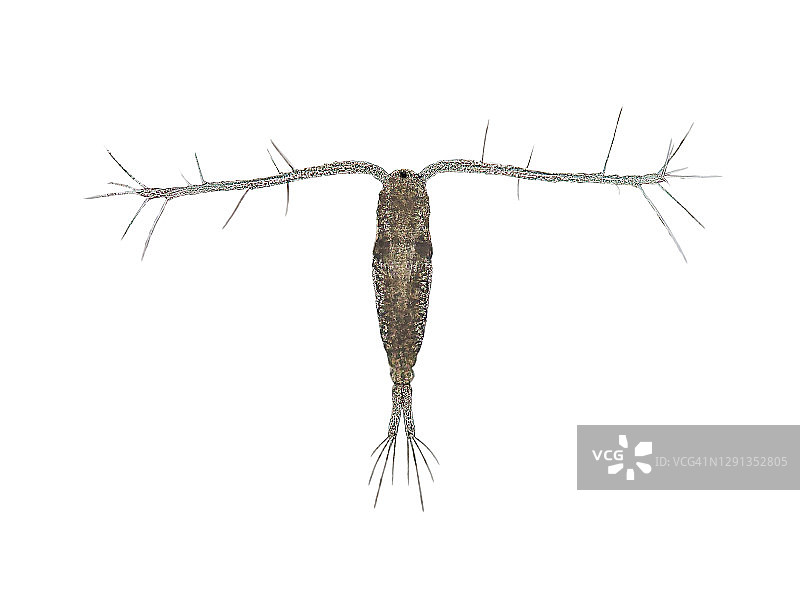 桡足类生物显微照片图片素材