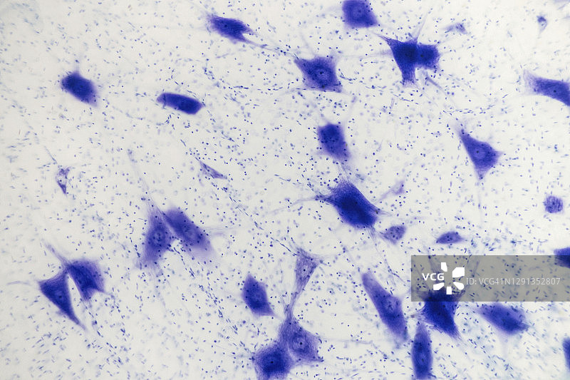 神经细胞显微照片图片素材