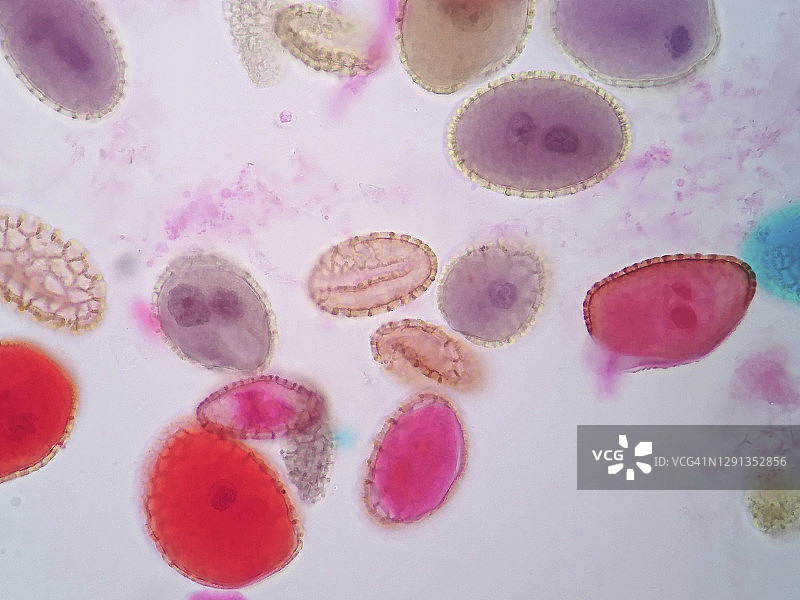 花粉粒显微照片图片素材