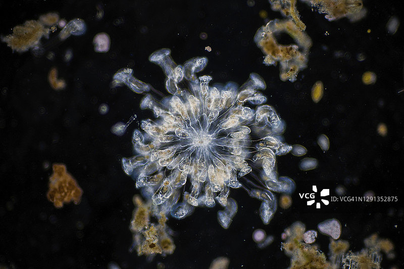 轮虫显微照片图片素材