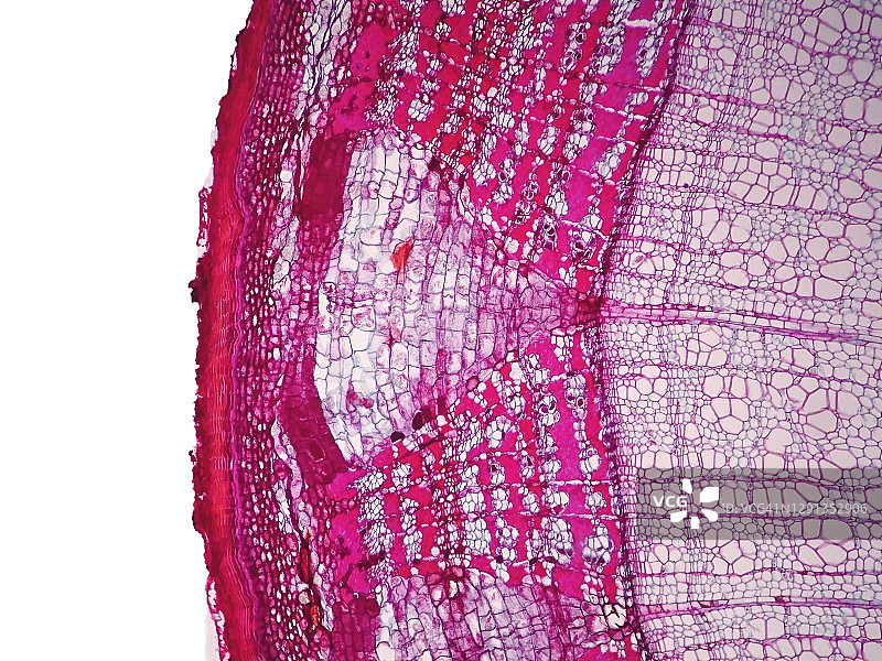 植物茎秆显微照片图片素材
