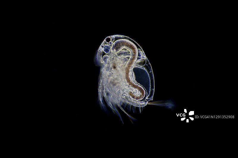 蚤状溞水蚤显微照片图片素材