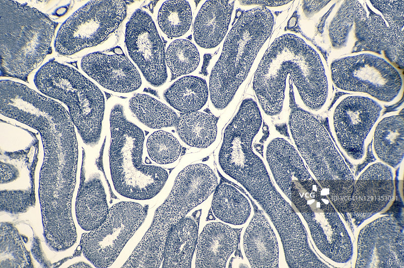 人类睾丸显微照片图片素材