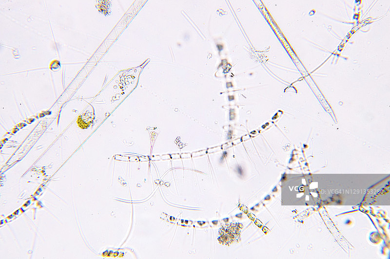 海洋浮游生物显微照片图片素材