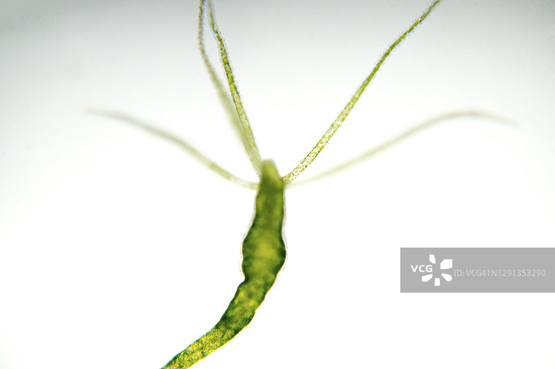 水螅显微照片图片素材