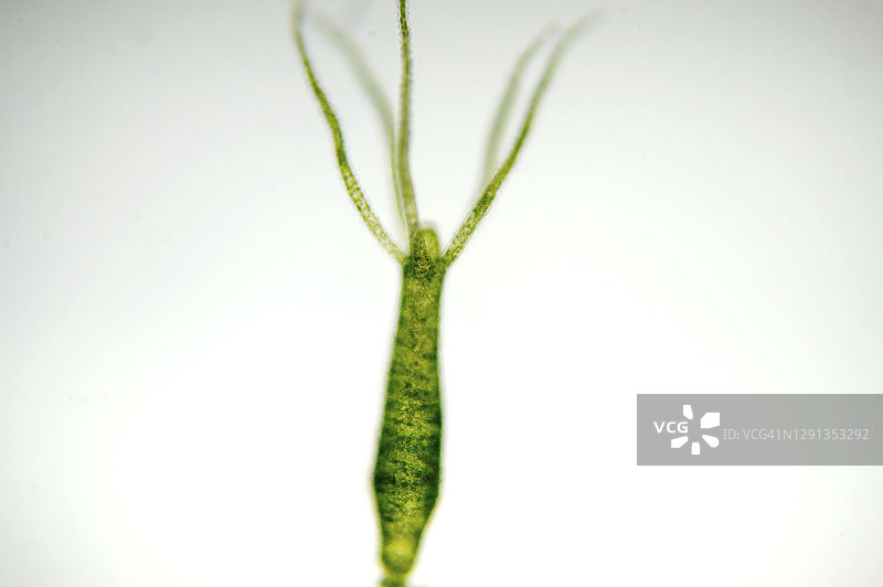 水螅显微照片图片素材