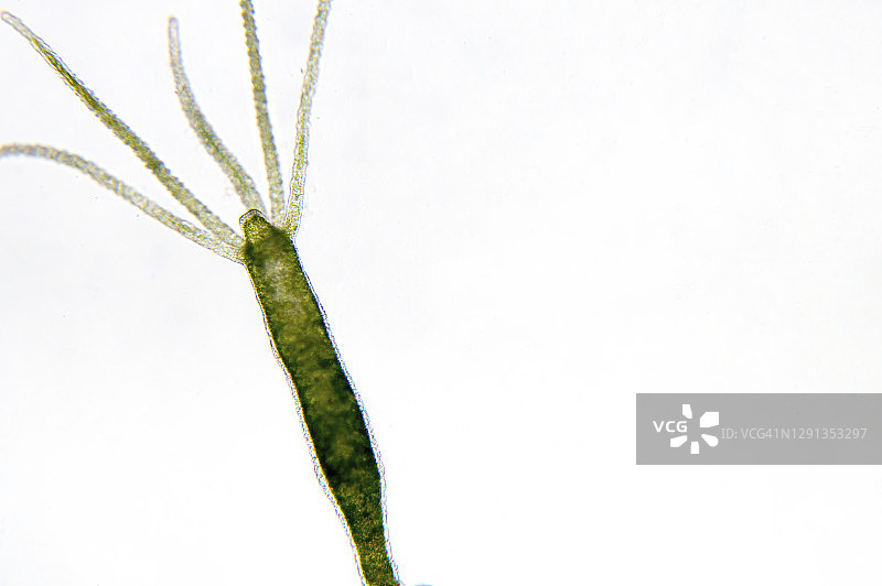 水螅显微照片图片素材