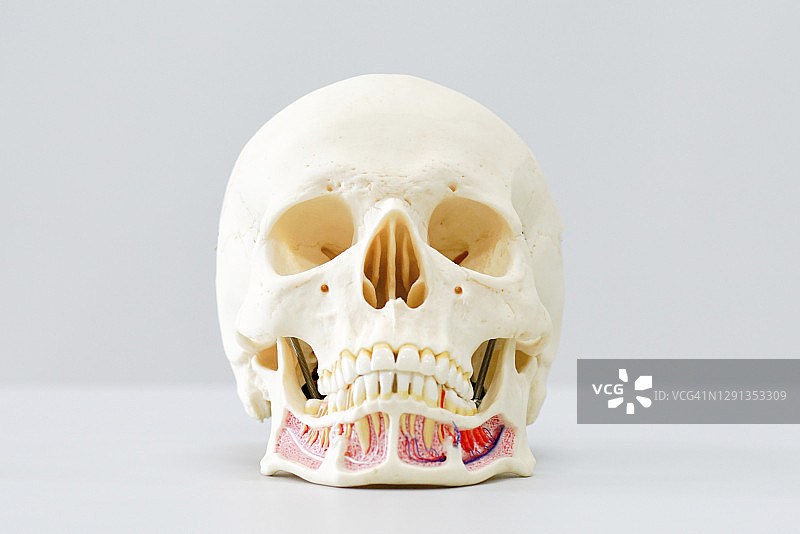 人类头骨模型图片素材