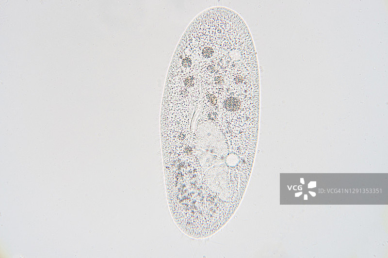 草履虫显微照片图片素材