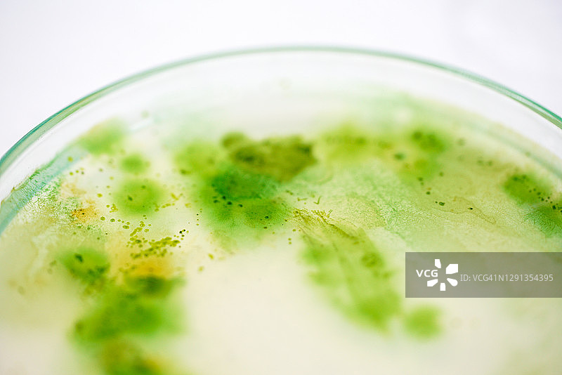 含蓝藻细菌的培养皿图片素材