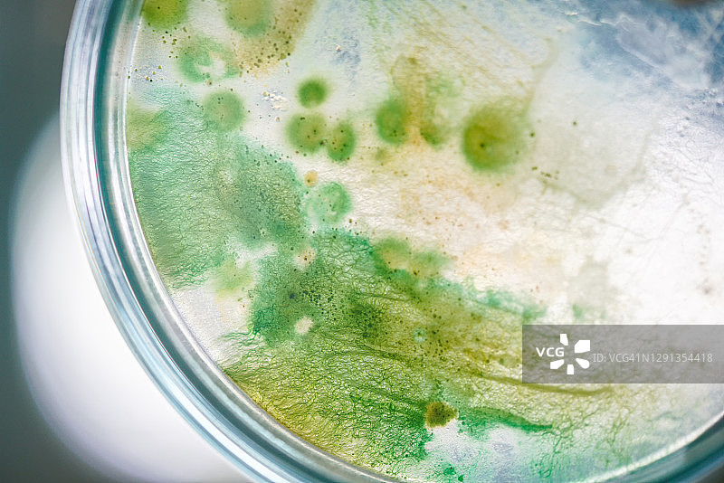 含蓝藻细菌的培养皿图片素材