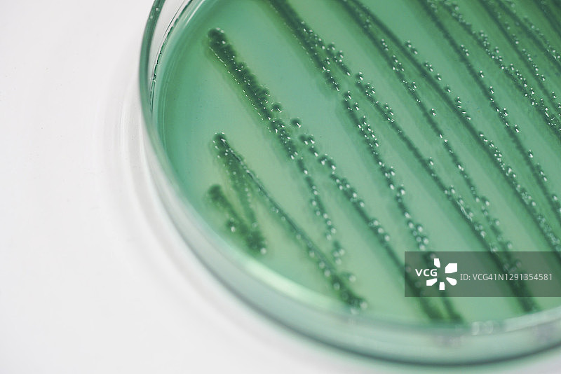 培养基上的细菌群落图片素材