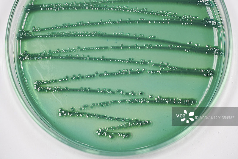 培养基上的细菌群落图片素材