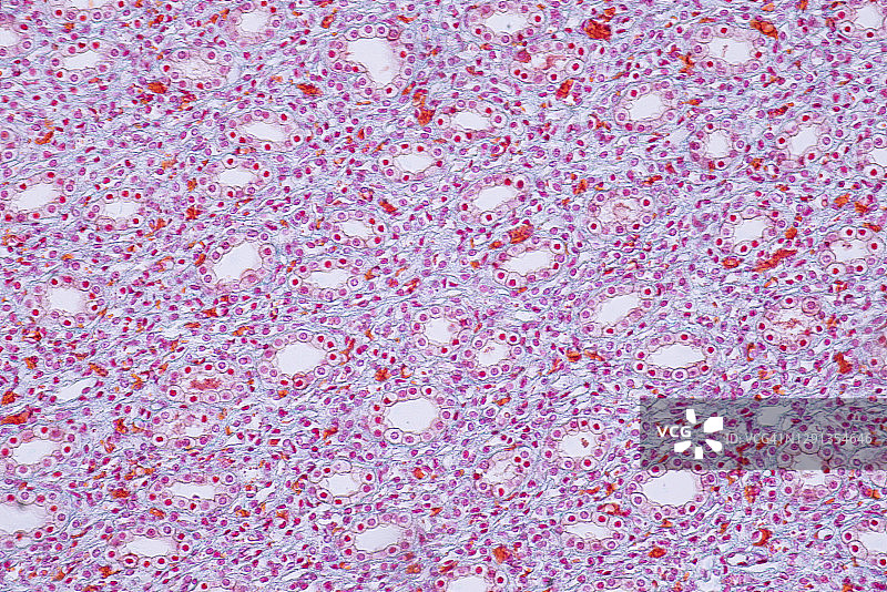 人体肾脏显微照片图片素材