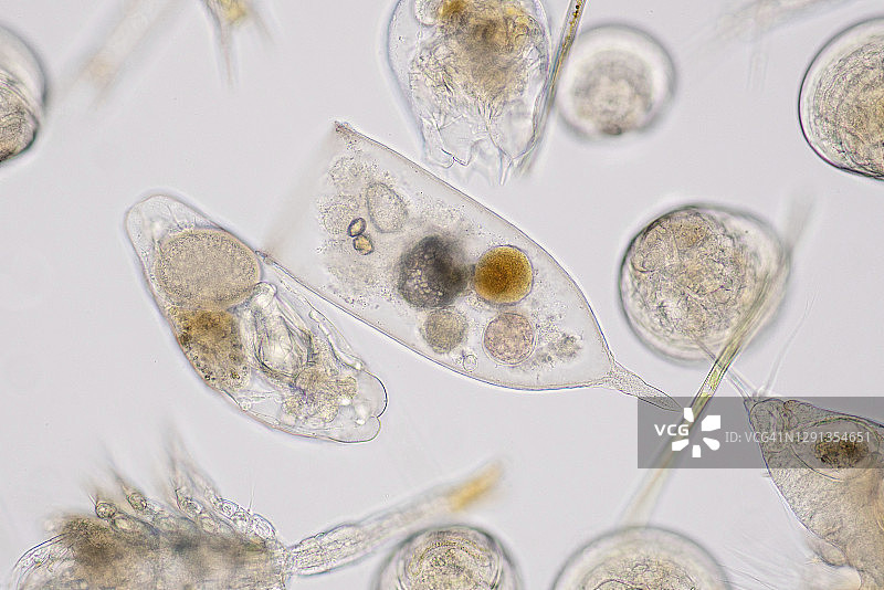 海洋浮游生物显微照片图片素材