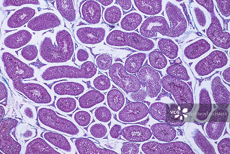 人类睾丸显微照片图片素材