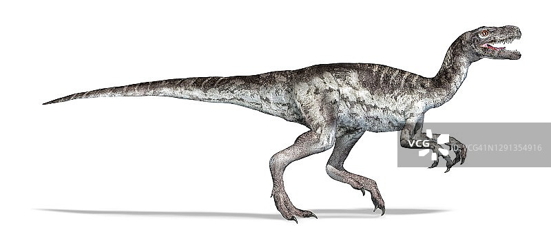Herrerasaurus恐龙插图图片素材