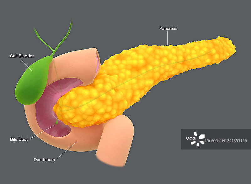 胰腺、插图图片素材