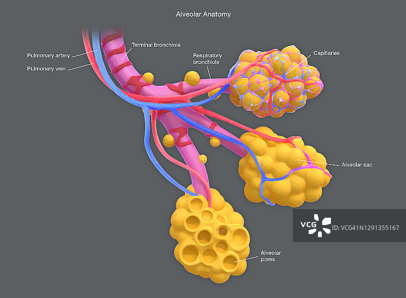 肺泡结构示意图图片素材