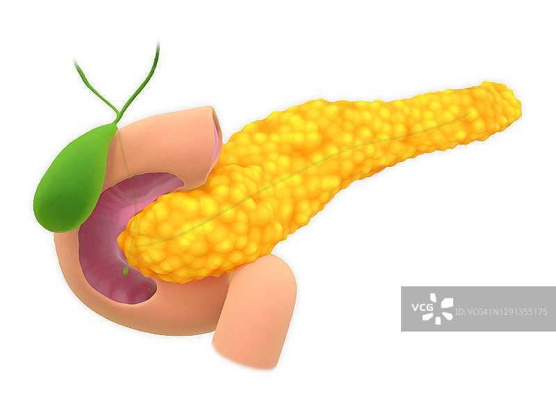 胰腺、插图图片素材