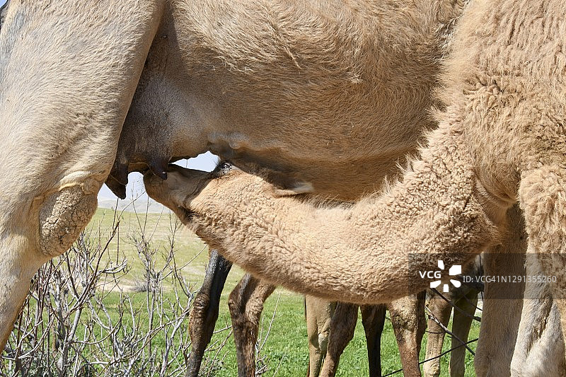 阿拉伯骆驼哺乳幼崽图片素材